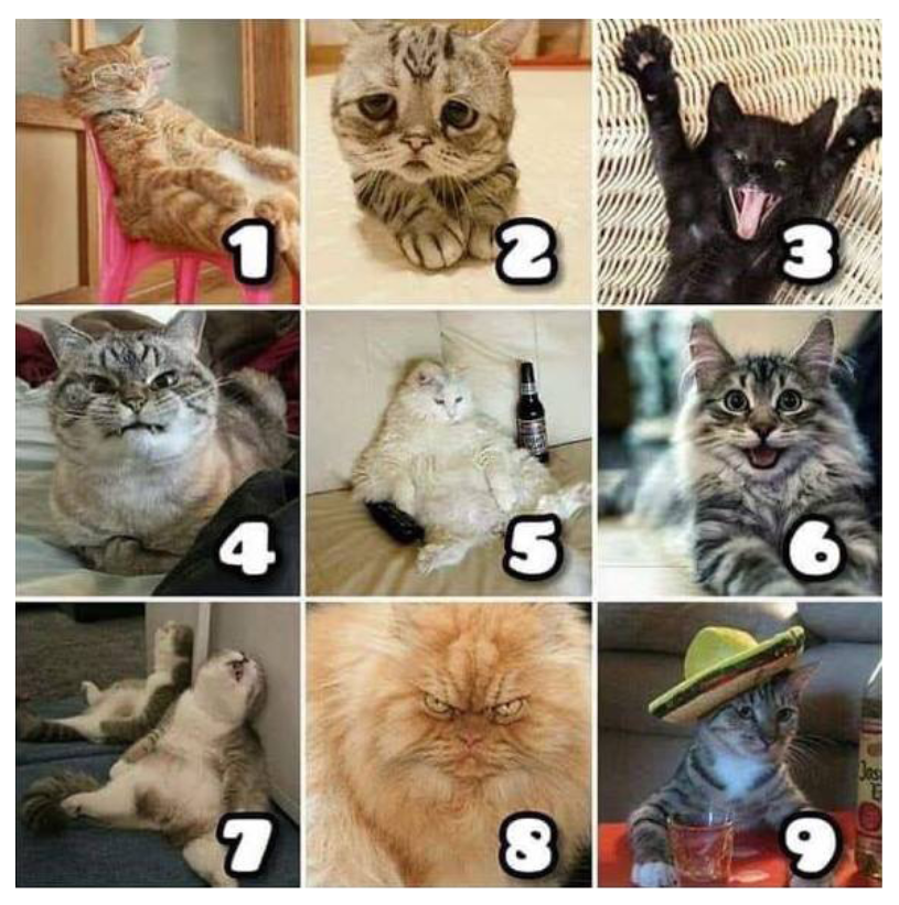a grid of 9 different cat images with very expressive facial expressions